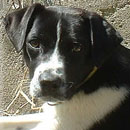 Cap was adopted in May, 2007